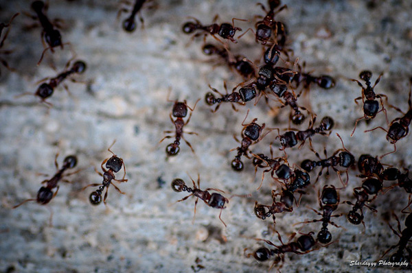 Ants treatment Brisbane