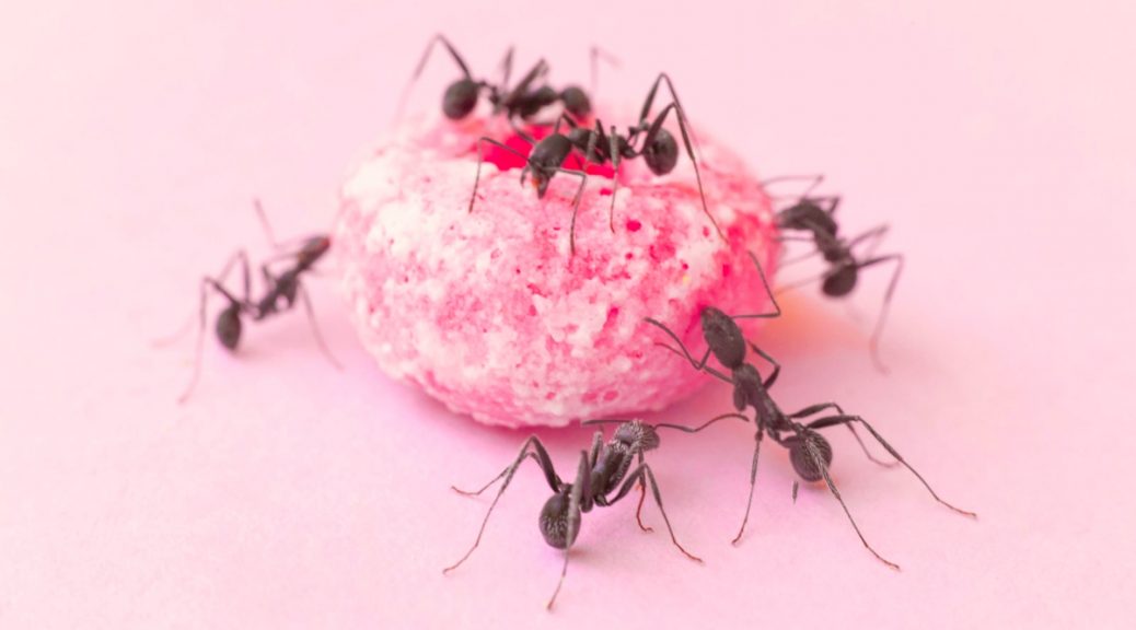 ant control company Brisbane