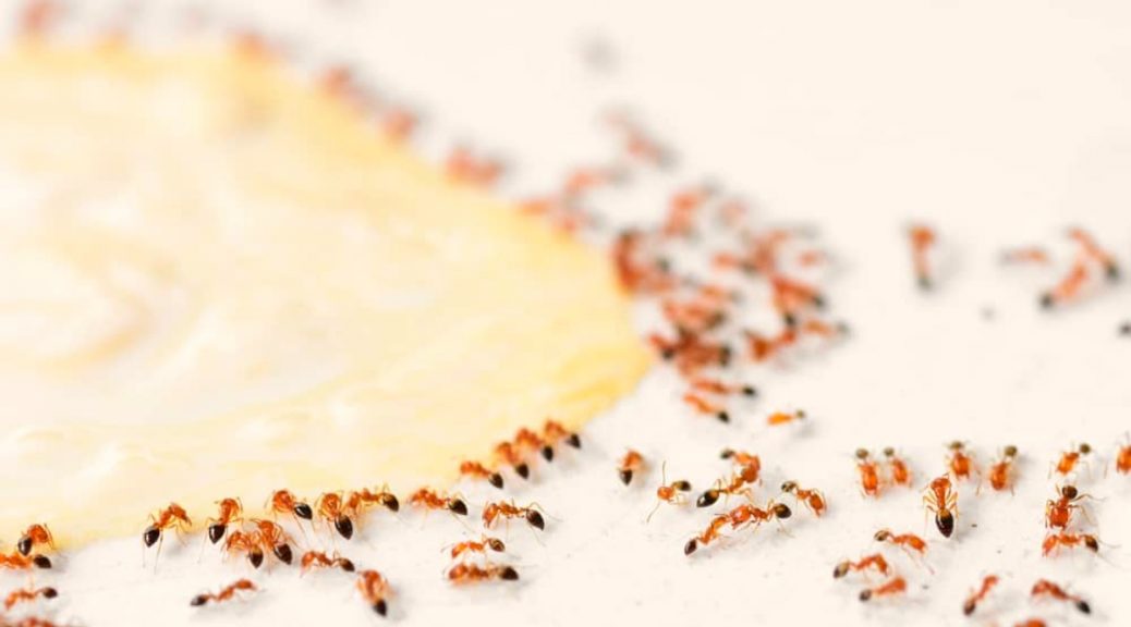 ant treatment Brisbane