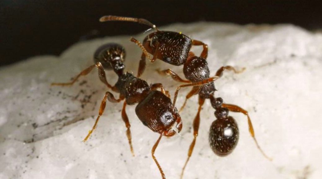 ant treatment Brisbane