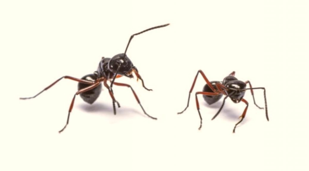 ants pest control near me