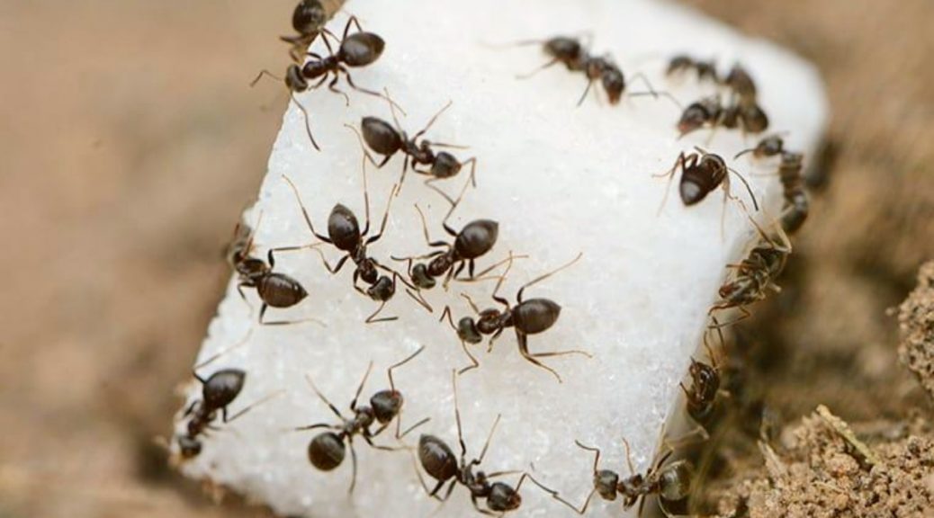 local ants pest control Brisbane