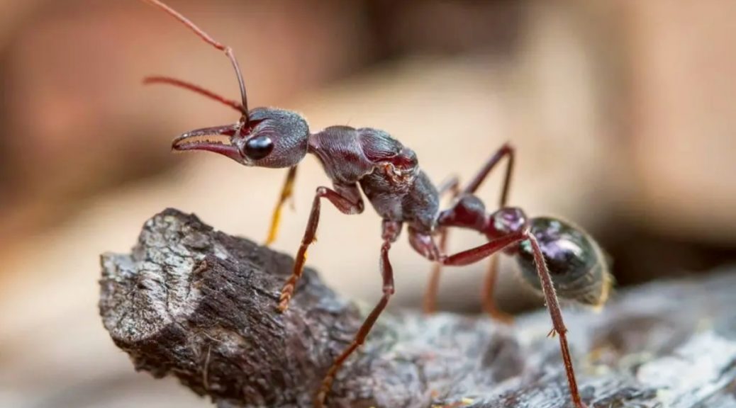 local ants pest control