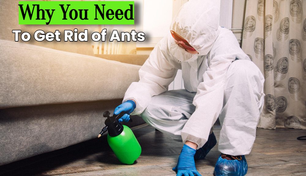 6 Reasons Why You Need to Get Rid of Ants