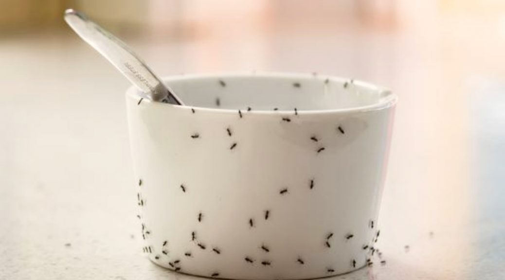 ant treatment company near me