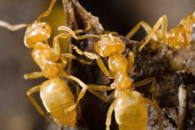 Ants pest control Brisbane