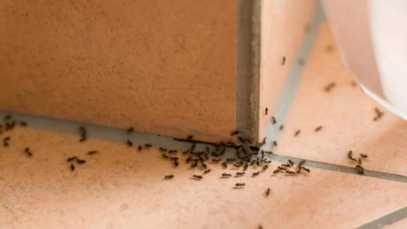 local ants pest control