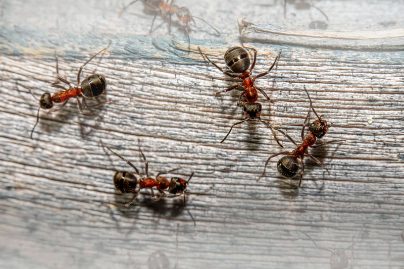 ant control in Brisbane