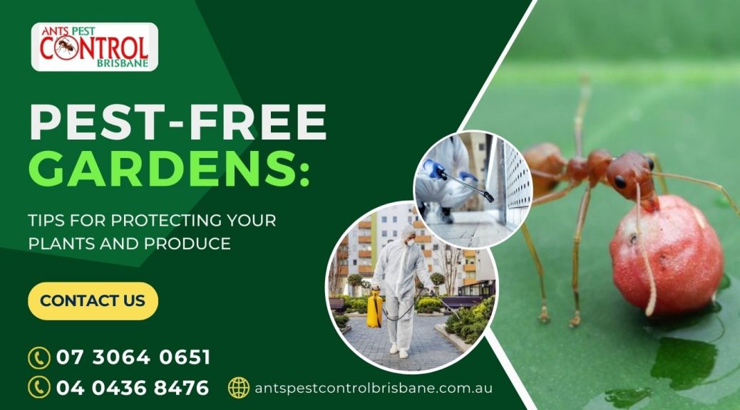 ant control in Brisbane
