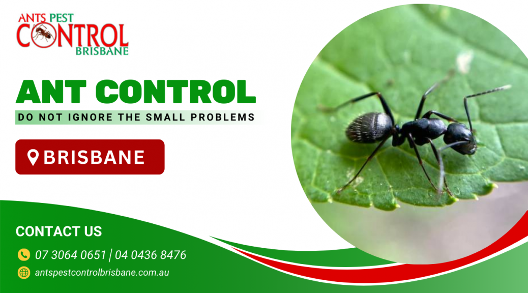 ant control in Brisbane