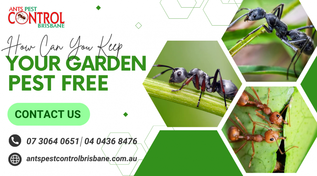 ants pest control near me