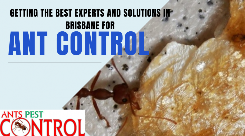 ant specialist near me