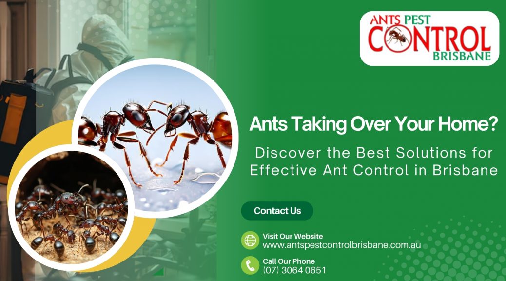 ants pest control Brisbane