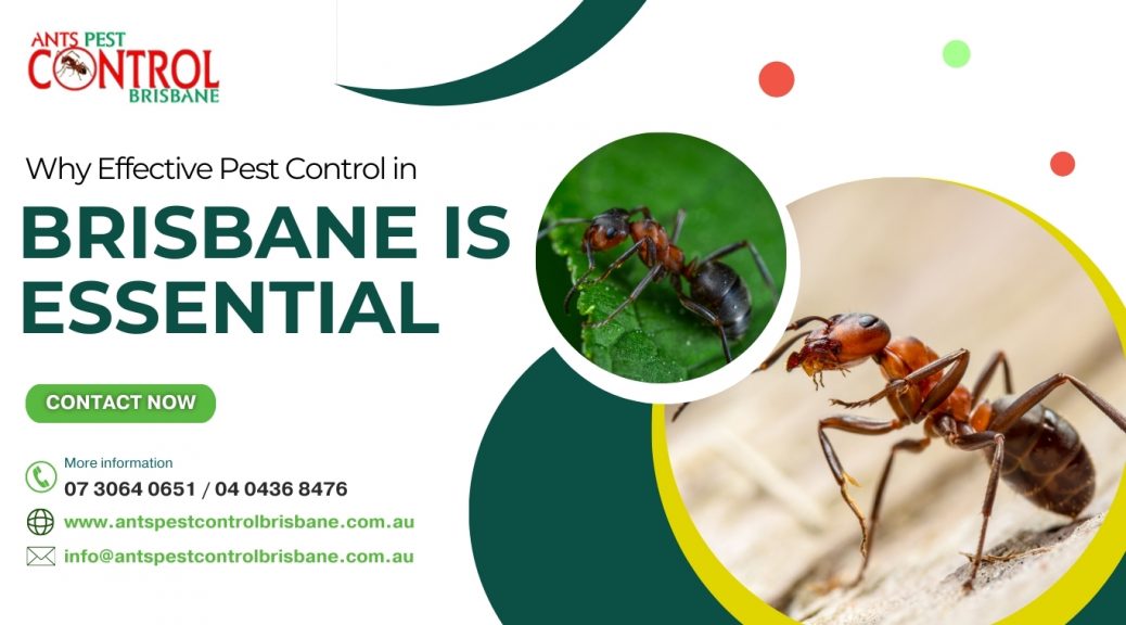 Why Effective Pest Control in Brisbane is Essential
