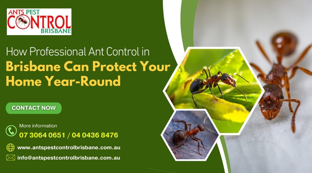 How Professional Ant Control in Brisbane Can Protect Your Home Year-Round