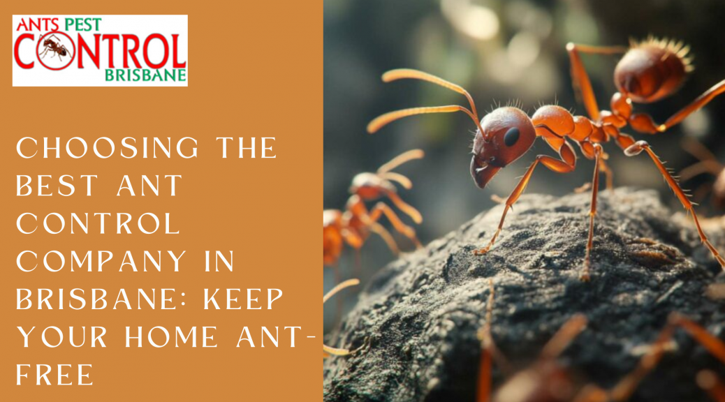 Choosing the Best Ant Control Company in Brisbane: Keep Your Home Ant-Free