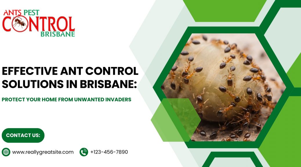 Effective Ant Control Solutions in Brisbane: Protect Your Home from Unwanted Invaders
