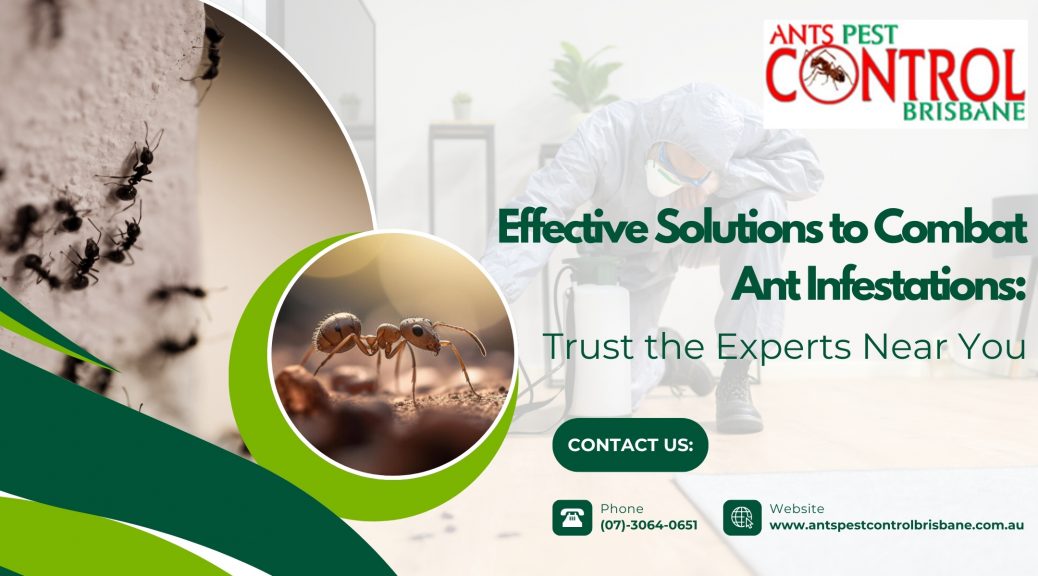 Effective Solutions to Combat Ant Infestations: Trust the Experts Near You